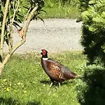 Feriehus Family-friendly Holiday-home On North Funen *